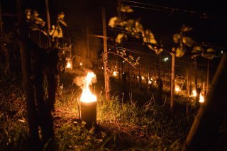 Différentes mesures ont été mises en place dans les vignes du canton pour lutter contre le gel durant la nuit.